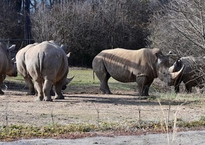 Rhinos at the Nashville Zoo Date ideas
