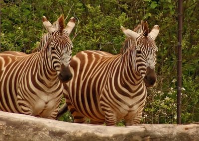 Zebra Date ideas Nashville